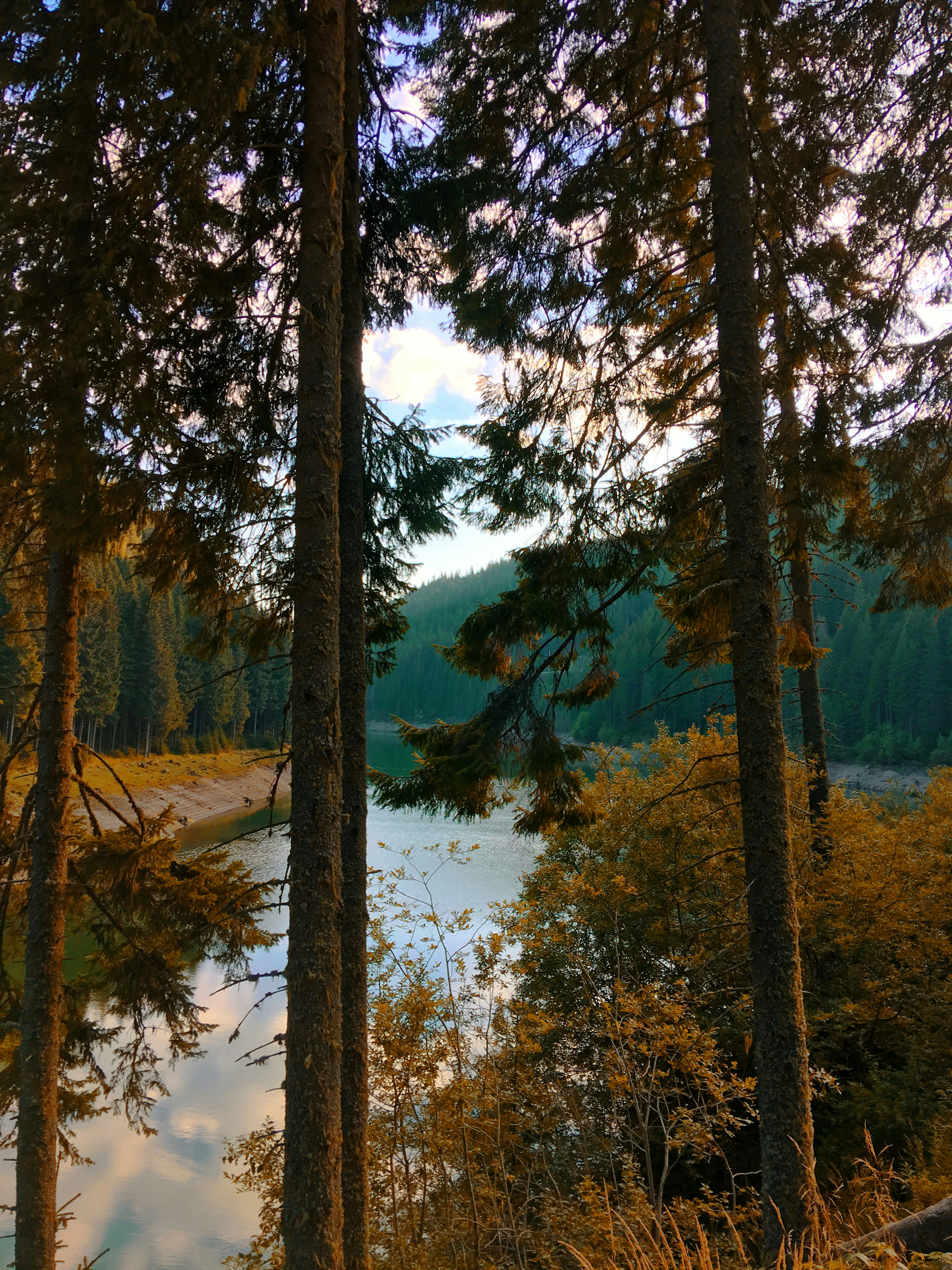 view of body of water near trees during daytime